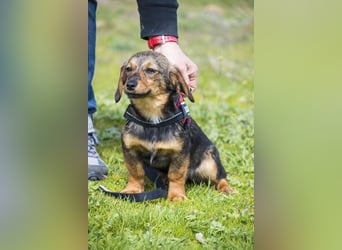 Szörpi SI - frech, aktiv