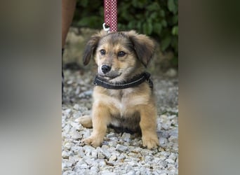Biene - verspielt und freundlich