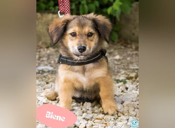 Biene - verspielt und freundlich
