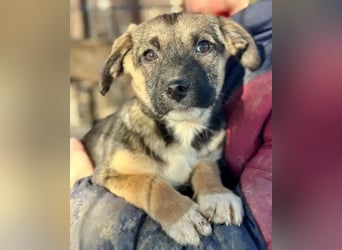 ♥JONAS♥ ab 31. Jan auf Pflegestelle bei Köln - zuckersüßer, verspielter Welpe 20 cm (bleibt klein)