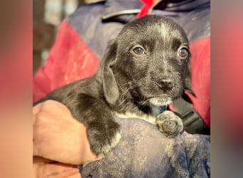 ♥JANNIK♥ ab 31. Jan auf Pflegestelle bei Köln - zuckersüßer, verspielter Welpe 20cm (bleibt kleiner)