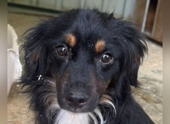 ♥ERIC♥ ab 31. Jul auf Pflegestelle bei Köln - zuckersüßer, ganz menschenbezogener, zarter Mini-Rüde