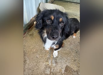 ♥ERIC♥ ab 31. Jul auf Pflegestelle bei Köln - zuckersüßer, ganz menschenbezogener, zarter Mini-Rüde