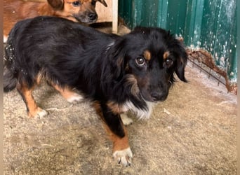 ♥ERIC♥ ab 31. Jul auf Pflegestelle bei Köln - zuckersüßer, ganz menschenbezogener, zarter Mini-Rüde