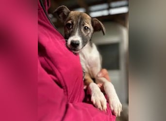 ♥JULIAN♥ neu auf Pflegestelle bei Köln-niedlicher, menschenbezogener, zu dünner Welpenbub 25 cm