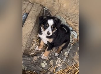 ⭐️LINDA⭐️, wunderschöne Welpin, 3 Monate, 18 cm, Mischling, Tierschutz Rumänien