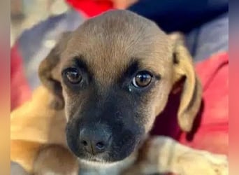 ♥JETTE♥ ab 31. Jan auf Pflegestelle bei Köln - bezaubernde, verspielte Welpin 20 cm (bleibt kleiner)