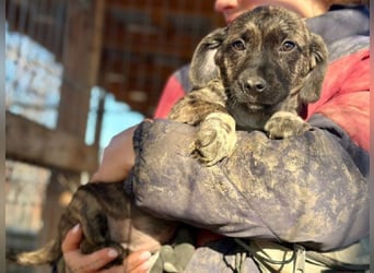 ♥JUSTIN♥ ab 31. Jan auf Pflegestelle bei Köln-niedlicher, verspielter Welpe 15-20cm (bleibt kleiner)