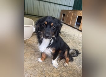 ♥ERIC♥ ab 31. Jul auf Pflegestelle bei Köln - zuckersüßer, ganz menschenbezogener, zarter Mini-Rüde