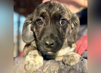♥JUSTIN♥ ab 31. Jan auf Pflegestelle bei Köln-niedlicher, verspielter Welpe 15-20cm (bleibt kleiner)