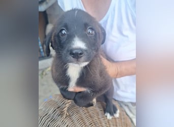⭐️TERRY⭐️, toller Welpenjunge, 2 Monate, 19 cm, Mischling, Tierschutz Rumänien