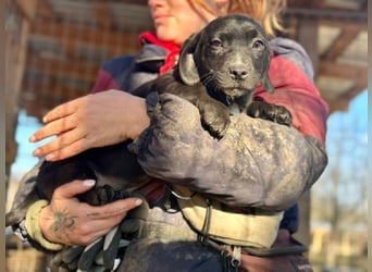 ♥JOKO♥ ab 31. Jan auf Pflegestelle bei Köln -bezaubernder, verspielter Minimann 20 cm (bleibt klein)