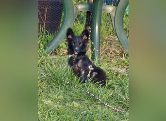 ♥TWIX♥ auf Pflegestelle bei Aachen - süßer, verspielter kleiner Welpenbub 21 cm - bleibt kleiner