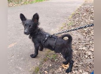 ♥TWIX♥ auf Pflegestelle bei Aachen - süßer, verspielter kleiner Welpenbub 21 cm - bleibt kleiner