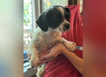⭐️BRON⭐️, winziger Bolonka-Zwetna-Mischling, Rüde, 2 Jahre, 25 cm, Tierschutz Rumänien
