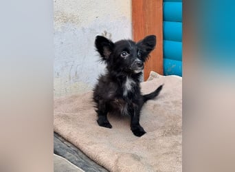 ♥TWIX♥ auf Pflegestelle bei Aachen - süßer, verspielter kleiner Welpenbub 21 cm - bleibt kleiner