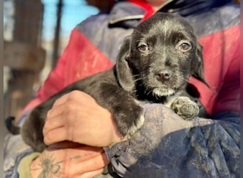 ♥JANNIK♥ ab 31. Jan auf Pflegestelle bei Köln - zuckersüßer, verspielter Welpe 20cm (bleibt kleiner)