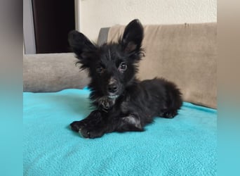 ♥TWIX♥ auf Pflegestelle bei Aachen - süßer, verspielter kleiner Welpenbub 21 cm - bleibt kleiner