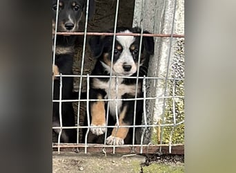 ⭐️LINDA⭐️, wunderschöne Welpin, 3 Monate, 18 cm, Mischling, Tierschutz Rumänien