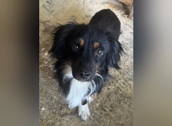 ♥ERIC♥ ab 31. Jul auf Pflegestelle bei Köln - zuckersüßer, ganz menschenbezogener, zarter Mini-Rüde