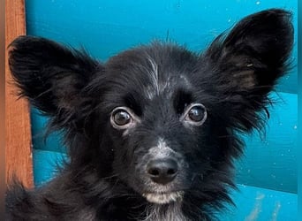 ♥TWIX♥ auf Pflegestelle bei Aachen - süßer, verspielter kleiner Welpenbub 21 cm - bleibt kleiner