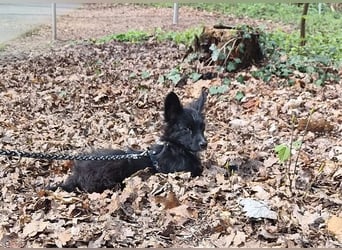♥TWIX♥ auf Pflegestelle bei Aachen - süßer, verspielter kleiner Welpenbub 21 cm - bleibt kleiner