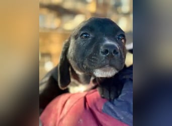 ♥JOKO♥ ab 31. Jan auf Pflegestelle bei Köln -bezaubernder, verspielter Minimann 20 cm (bleibt klein)