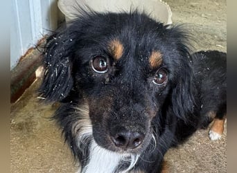 ♥ERIC♥ ab 31. Jul auf Pflegestelle bei Köln - zuckersüßer, ganz menschenbezogener, zarter Mini-Rüde