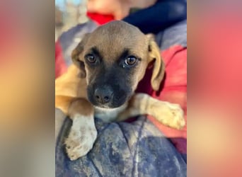 ♥JETTE♥ ab 31. Jan auf Pflegestelle bei Köln - bezaubernde, verspielte Welpin 20 cm (bleibt kleiner)