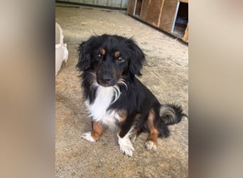 ♥ERIC♥ ab 31. Jul auf Pflegestelle bei Köln - zuckersüßer, ganz menschenbezogener, zarter Mini-Rüde