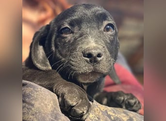 ♥JOKO♥ ab 31. Jan auf Pflegestelle bei Köln -bezaubernder, verspielter Minimann 20 cm (bleibt klein)