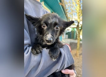 ♥TWIX♥ auf Pflegestelle bei Aachen - süßer, verspielter kleiner Welpenbub 21 cm - bleibt kleiner