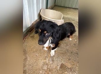 ♥ERIC♥ ab 31. Jul auf Pflegestelle bei Köln - zuckersüßer, ganz menschenbezogener, zarter Mini-Rüde