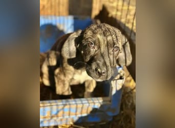 ♥JUSTIN♥ ab 31. Jan auf Pflegestelle bei Köln-niedlicher, verspielter Welpe 15-20cm (bleibt kleiner)