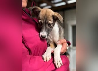 ♥JULIAN♥ ab 24.Okt auf Pflegestelle bei Köln-niedlicher, menschenbezogener, zu dünner Welpenbub 25cm
