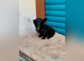 ♥TWIX♥ auf Pflegestelle bei Aachen - süßer, verspielter kleiner Welpenbub 21 cm - bleibt kleiner