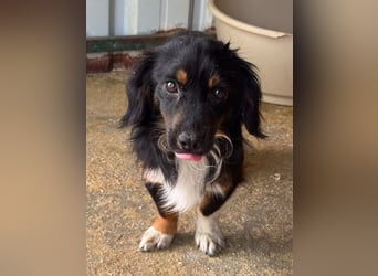 ♥ERIC♥ ab 31. Jul auf Pflegestelle bei Köln - zuckersüßer, ganz menschenbezogener, zarter Mini-Rüde