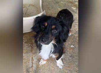 ♥ERIC♥ ab 31. Jul auf Pflegestelle bei Köln - zuckersüßer, ganz menschenbezogener, zarter Mini-Rüde