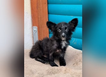 ♥TWIX♥ auf Pflegestelle bei Aachen - süßer, verspielter kleiner Welpenbub 21 cm - bleibt kleiner