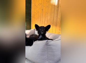 ♥TWIX♥ auf Pflegestelle bei Aachen - süßer, verspielter kleiner Welpenbub 21 cm - bleibt kleiner