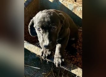 ♥JOKO♥ ab 31. Jan auf Pflegestelle bei Köln -bezaubernder, verspielter Minimann 20 cm (bleibt klein)