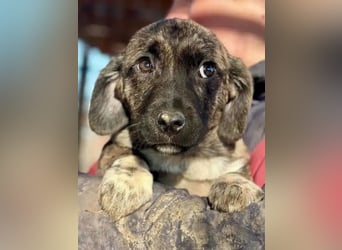 ♥JUSTIN♥ ab 31. Jan auf Pflegestelle bei Köln-niedlicher, verspielter Welpe 15-20cm (bleibt kleiner)