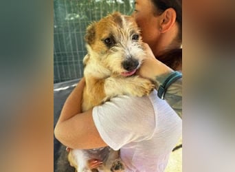 ♥BASTI♥ ab 19.Sep auf Pflegest bei Köln - aufgeschlossener, verspielter kleiner Herzensbrecher 25cm