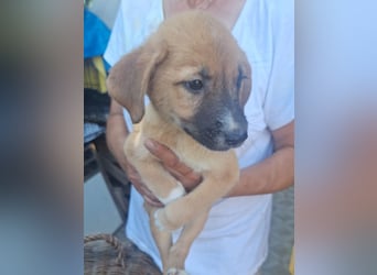 ⭐️THILO⭐️, süßer Welpenjunge, 2 Monate, 19 cm, Mischling, Tierschutz Rumänien