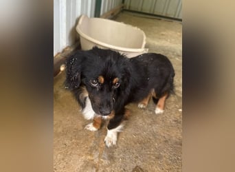 ♥ERIC♥ ab 31. Jul auf Pflegestelle bei Köln - zuckersüßer, ganz menschenbezogener, zarter Mini-Rüde