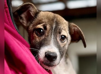 ♥JULIAN♥ ab 24.Okt auf Pflegestelle bei Köln-niedlicher, menschenbezogener, zu dünner Welpenbub 25cm