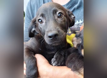 ⭐️ZELLI⭐️, süßes Welpenmädchen, 3 Monate, 20 cm, Mischling, Tierschutz Rumänien