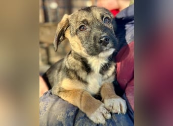 ♥JONAS♥ ab 31. Jan auf Pflegestelle bei Köln - zuckersüßer, verspielter Welpe 20 cm (bleibt klein)