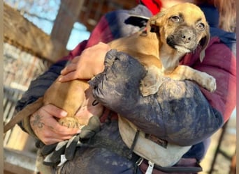 ♥JETTE♥ ab 31. Jan auf Pflegestelle bei Köln - bezaubernde, verspielte Welpin 20 cm (bleibt kleiner)