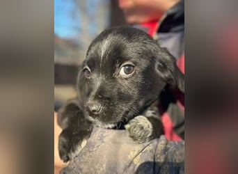 ♥JANNIK♥ ab 31. Jan auf Pflegestelle bei Köln - zuckersüßer, verspielter Welpe 20cm (bleibt kleiner)